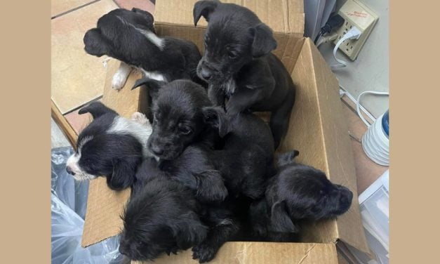 SIGN: Justice for Sick Puppies Dumped in Sealed Cardboard Box