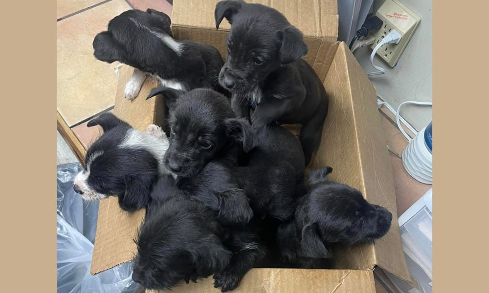 seven puppies in cardboard box
