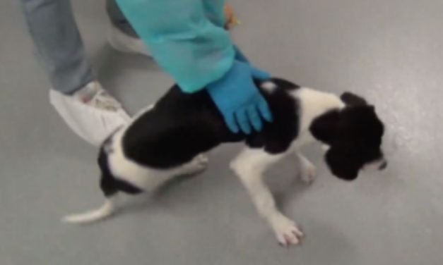 Puppies Bred For Cruel Experiments at UPenn, Investigation Says
