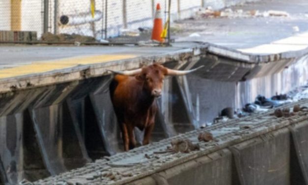 Texas Longhorn Escapes Slaughterhouse, Wanders onto Train Tracks, and is Sent to Sanctuary