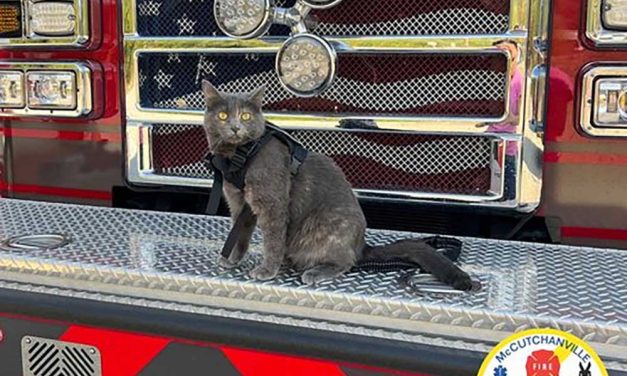 Cats Rescued from Ditch Adopted by Fire Department