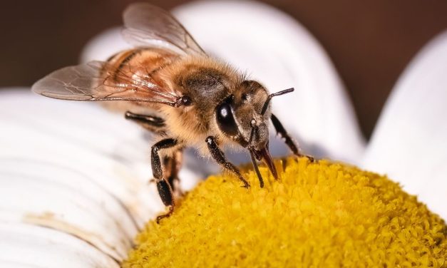 Birds and Bees Protection Act Becomes NY Law