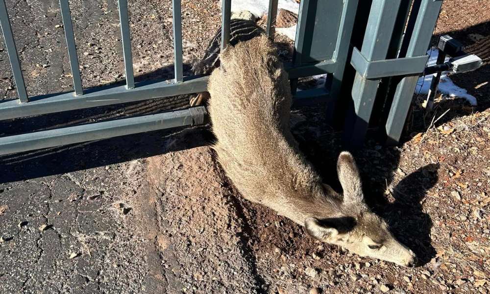 Deer stuck in gate