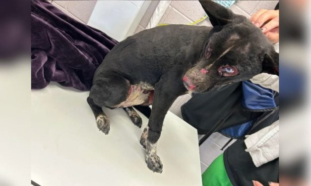 SIGN: Justice for Dog Found Tied Up & Burned