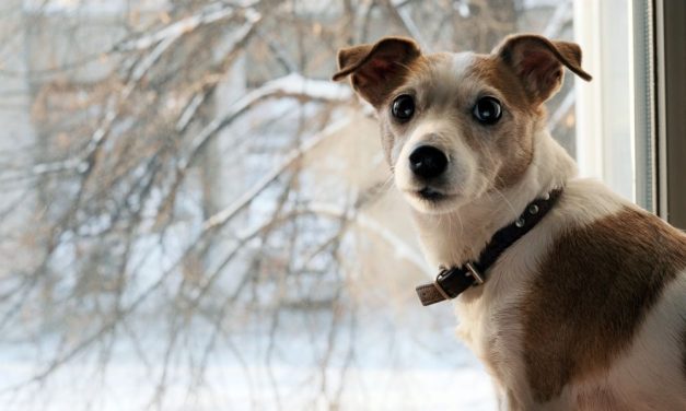 How Cold is Too Cold? Keeping Your Animal Friends Safe This Winter