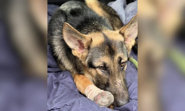 SIGN: Justice for Puppy Shot in the Face