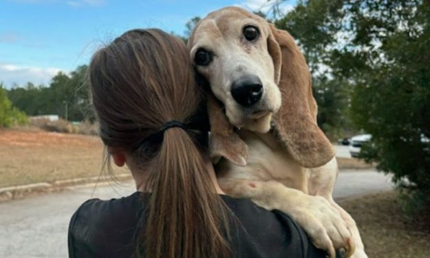 Escaped Dog ‘Hero’ Leads to Rescue of Dozens of Animals