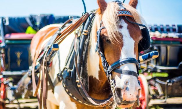 SIGN: Ban Cruel Horse-Drawn Carriages in Dallas, TX