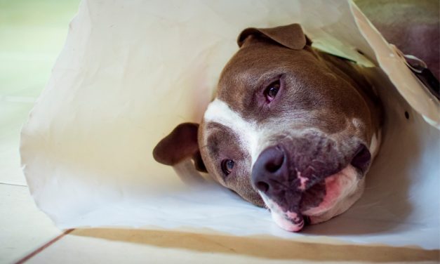 SIGN: Justice for Dog Stabbed 17 Times