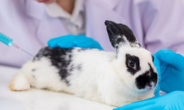 3D Chip Could End Need for Animal Testing