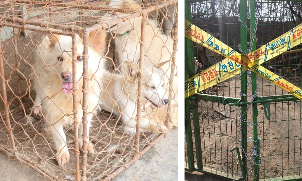 South Korea Dog Meat Farm