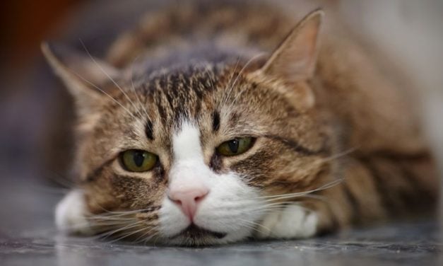 SIGN: Justice for Emotional Support Cat Ruthlessly Shot in Head