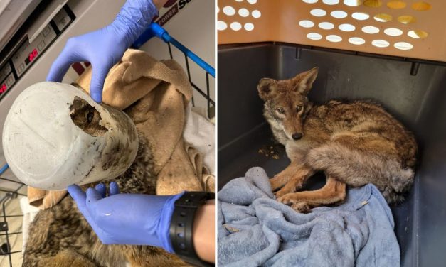 Coyote with Head Stuck in Bucket Rescued from Flooded Field