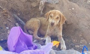 Dog After Morocco Earthquake