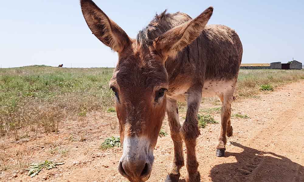Donkey on dirt road
