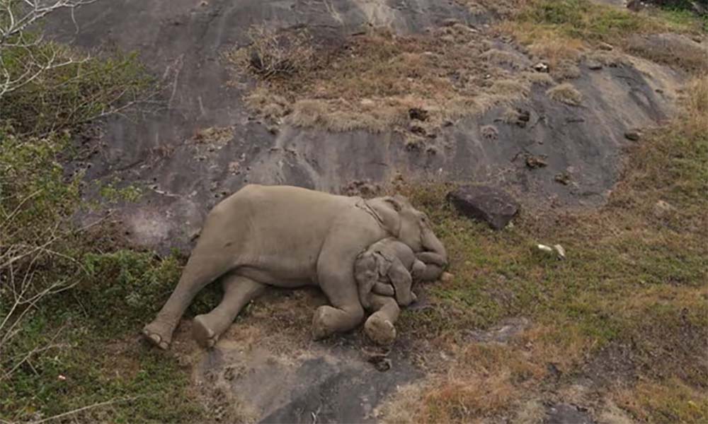 elephant mom & baby napping