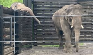 elephants kept apart