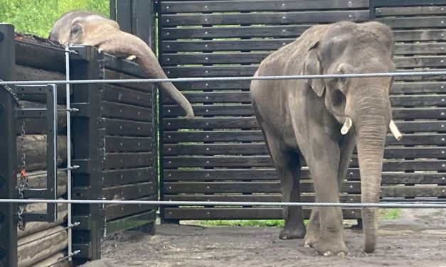 10 Worst Zoos in America for Elephants: New Report