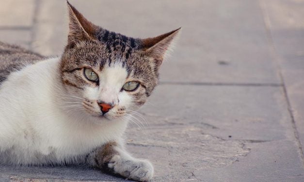 SIGN: Justice for Cats Violently Bludgeoned to Death