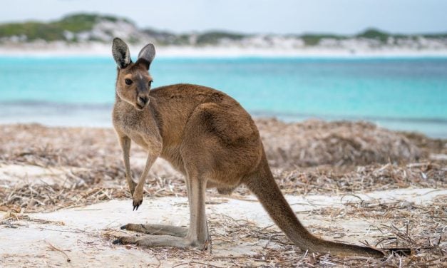 Surfer Rescues Kangaroo Caught in High Waves