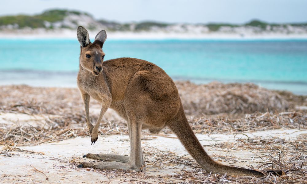 Kangaroo by ocean