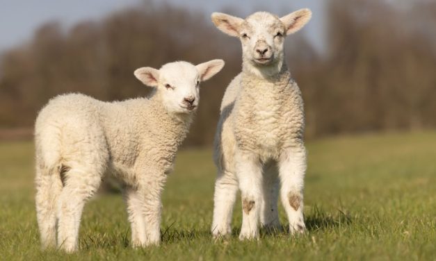 SIGN: Justice for 14 Lambs Mowed Down During ‘Joyride’