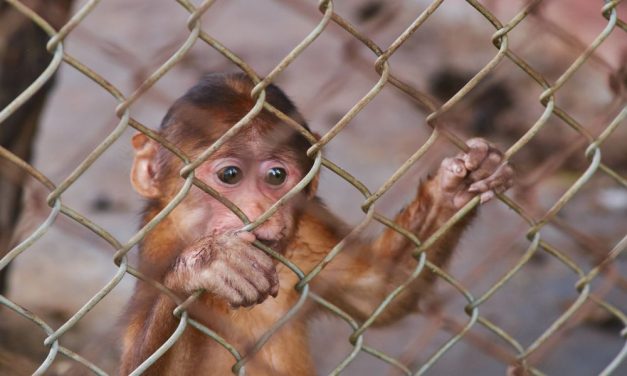 Oregon Man Convicted of Conspiracy to Torture & Kill Monkeys for Online Videos