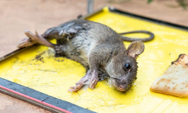 SIGN: Urge Congress to Ban Cruel Glue Traps