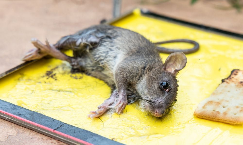 Mouse in Glue Trap