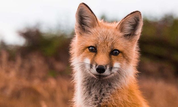 SIGN: Stop Horrifying ‘Fundraiser’ Where Foxes and Coyotes Will be Killed for Cash
