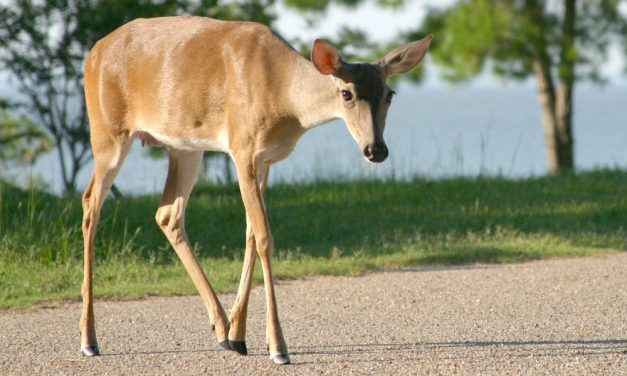 SIGN: Justice for Deer Reportedly Run Over for TikTok Video