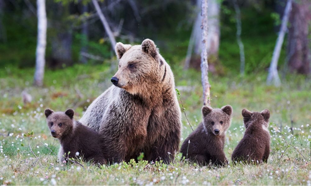 wild bear family