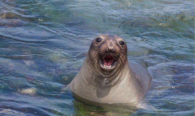 Heroic Bull Seal Saves Crying Baby Seal From Drowning at Sea