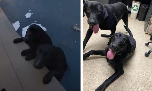 Officer Rescues Dogs From Icy Pond in Indiana