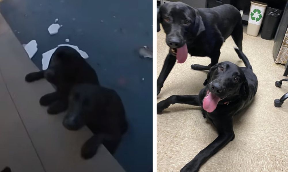 Black Labs in Water