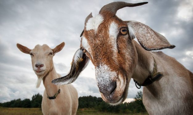 Goats Recognize Differences in Happy and Angry Voices, New Study Finds