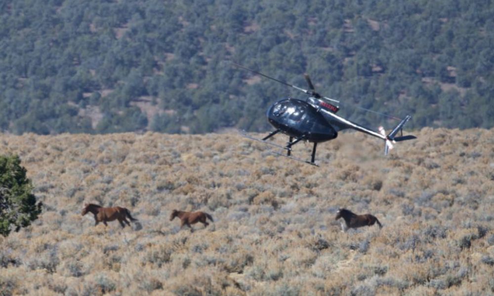 helicopter chasing horses