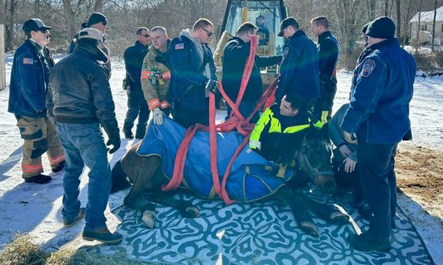Senior Horse Takes Icy Spill, Rescued by Caring Firefighters