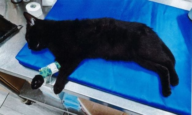 SIGN: Justice for Brutally Beaten Black Cat