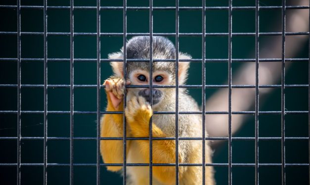 ‘Pet’ Monkeys May Soon Be Banned in England