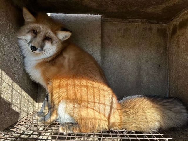 red fox in cage