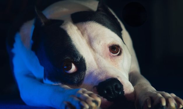 SIGN: Justice for Dog Poisoned and Stabbed to Death