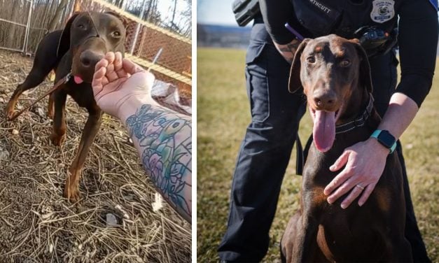 Dog With Zip-Tied Snout Adopted by Rescuing Officer