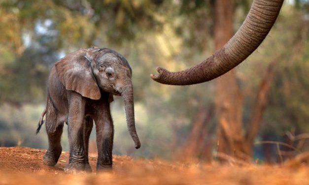 Elephant Family Saves Baby Stuck in Muddy Watering Hole
