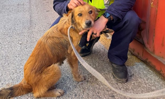 Coast Guard Rescues Dog Trapped in Shipping Container for a Week