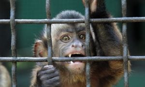 Scared monkey in cage