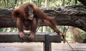 Chained orangutan