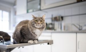 Scared cat at vet