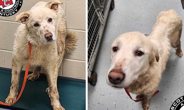 SIGN: Justice for Emaciated Dogs Dumped in Roadside Cage
