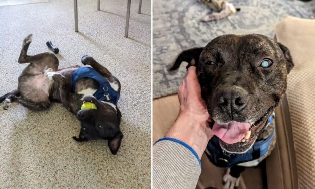 Emaciated, Partially Blind Dog Finds Forever Home After Being Abandoned — Twice